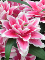 Roselily 'Samantha'