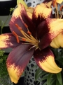 Tiny Lily 'Epic'