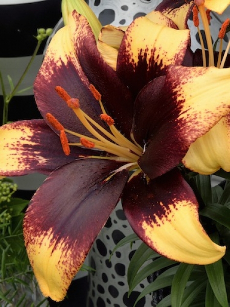 Tiny Lily 'Epic'