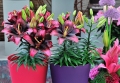 Tiny Poems Asiatic Pot Lily