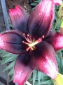 Tiny Lily 'Poems'