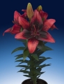 Tiny Shadow Asiatic Pot Lily