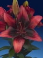 Lily 'Tiny Shadow'