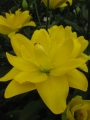 Yellow Bellies Double Asiatic Lily