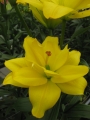Yellow Bellies Lily