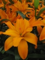 Scoubidou Double Asiatic Lily