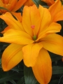 Lily 'Scoubidou'