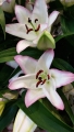 The Edge Oriental Lily