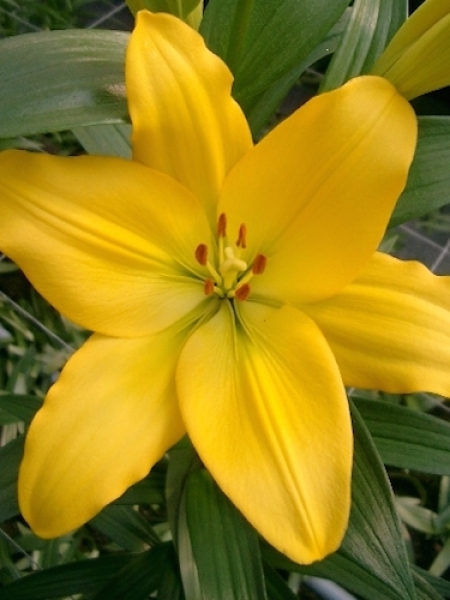 Lily 'Nashville'