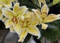 Yellow Tiger Oriental Lily