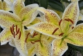 Yellow Tiger Lily