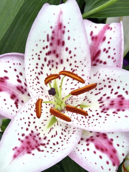 Lily 'Solution'