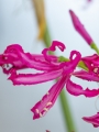 Nerine Favourite