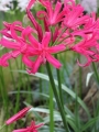 Nerine Bowdenii Favourite