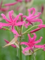 Nerine Favourite