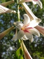Giant Yunnan Lily