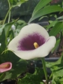 Picasso Calla