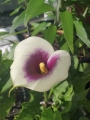 White and Purple Calla