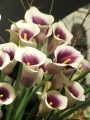 Picasso Zantedeschia