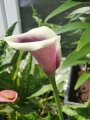 Picasso Calla