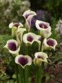 Zantedeschia 'Picasso' (Pack of 3 Bulbs)