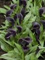 Black Calla Lilies