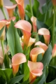 Cameo Calla