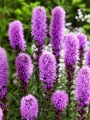 Pink Liatris