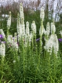 Liatris Spicata Alba