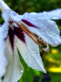 Acidanthera Gladiolus Callianthus