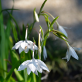 Acidanthera Gladiolus Callianthus