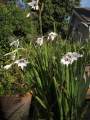 Ethiopian Peacock Orchids