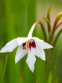 Acidanthera Gladiolus Callianthus