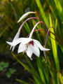 Acidanthera Gladiolus Callianthus