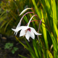 Acidanthera Gladiolus Callianthus