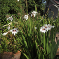 Ethiopian Peacock Orchids