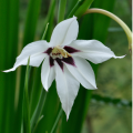 Acidanthera Gladiolus Callianthus