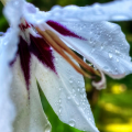 Ethiopian Peacock Orchids