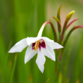 Acidanthera