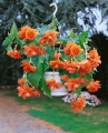Orange Begonia Pendula