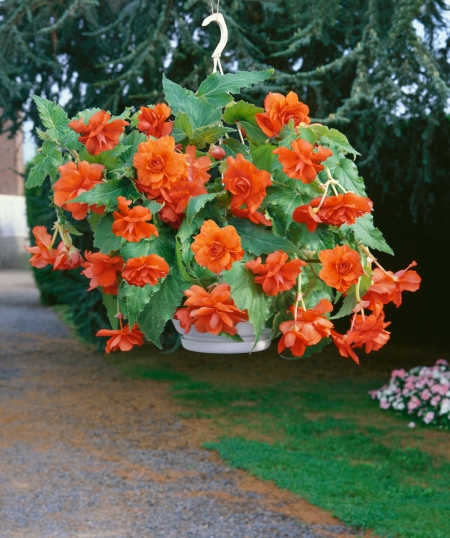 Begonia Pendula Orange (Pack of 5)
