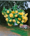 Begonia Pendula Yellow (Pack of 5)