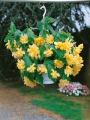 Yellow Begonia Pendula