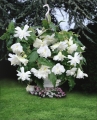 Begonia Pendula White (Pack of 5)
