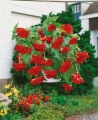 Red Begonia Pendula