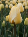 Tulip 'Cream Cocktail'