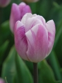 Tulip 'Flig Flag'