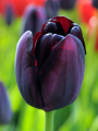 Queen of Night Tulip
