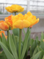 Sunlover Yellow Tulip