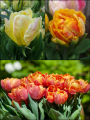 Sunset Cocktail Tulip Collection (Pack of 30 bulbs) 